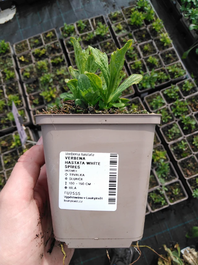 Verbena hastata White Spires - 2024