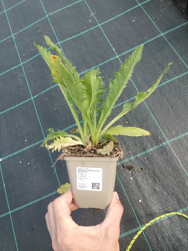 Idänunikko Royal Wedding - 24. 6. 2025