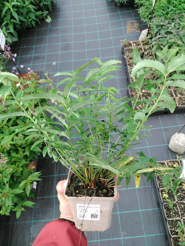 Luppio Purple Tails - 28. 7. 2025