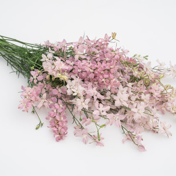 Ostrožka Fancy Belladonna, Loukykvět