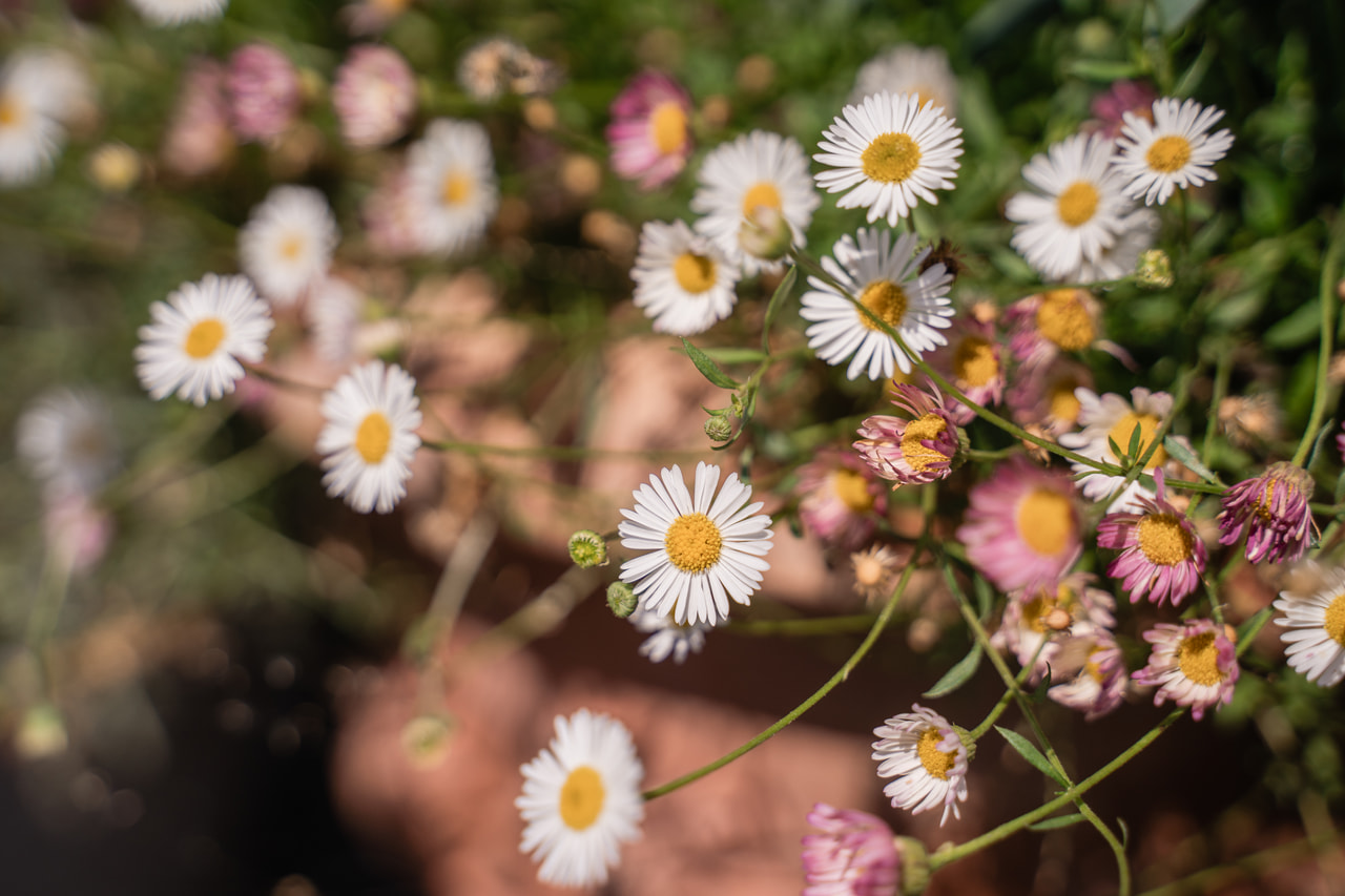 Erigeron Blütenmeer, Loukykvět