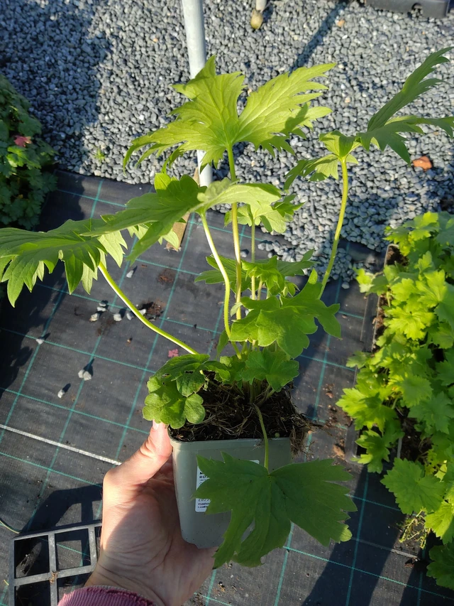 Delphinium Magic Fountains Deep Rose (White Bee) - 17. 9. 2025