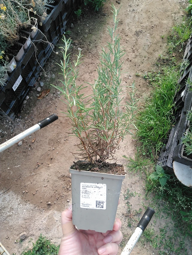 Romero Upright Pink - 19. 8. 2025