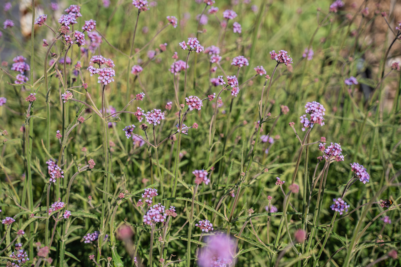 Verbena, Loukykvět
