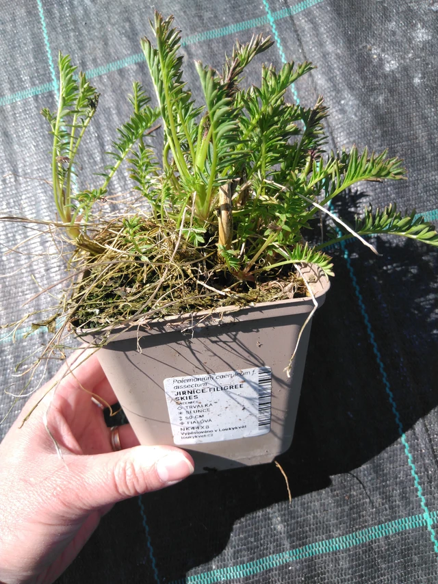 Sinilatva Filigree Skies - 3. 4. 2025