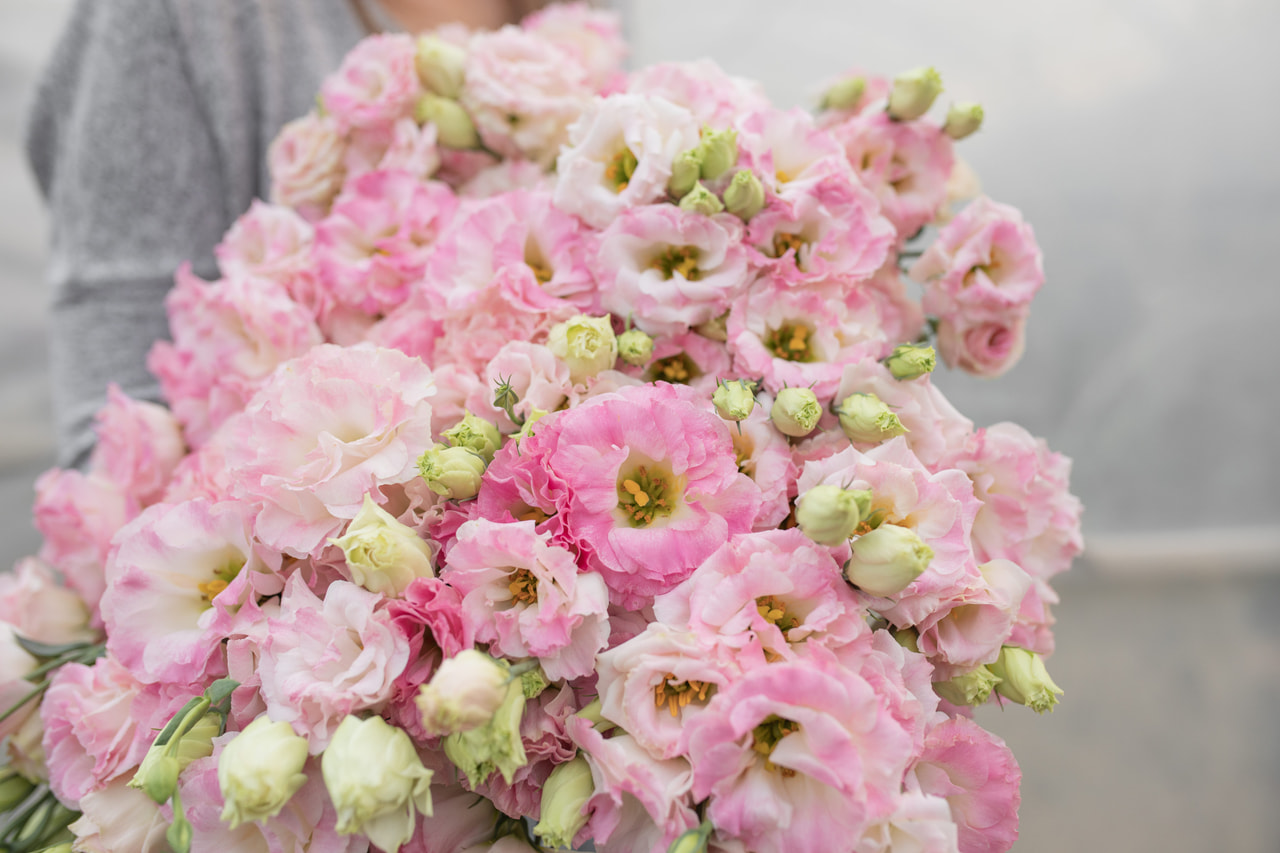 Lisianthus Arena 3 Pink Flash, Loukykvět