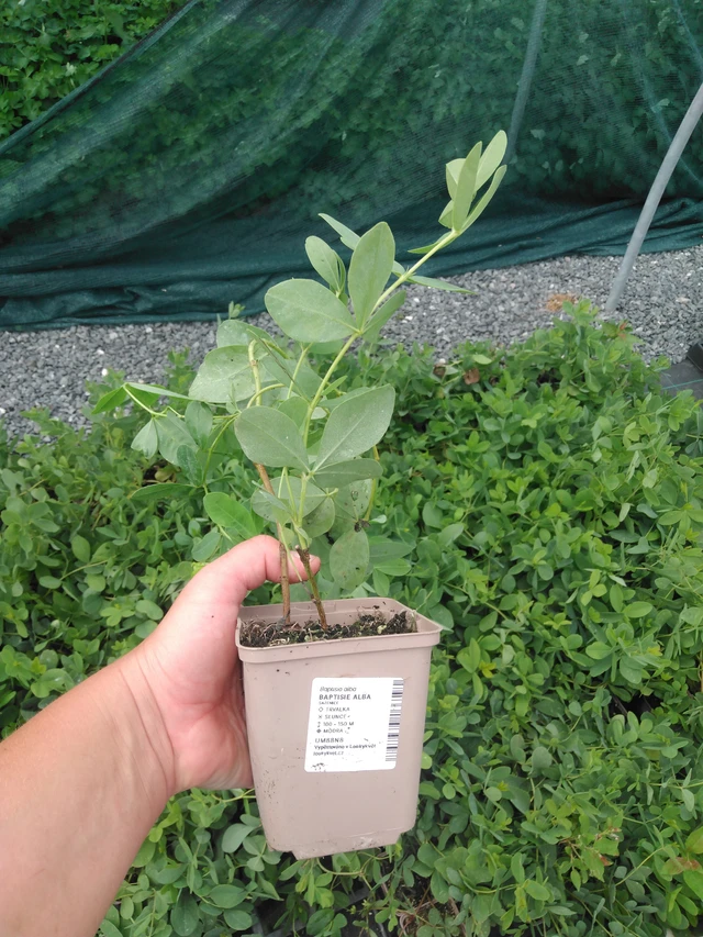 Valkovaleindigo - 2024