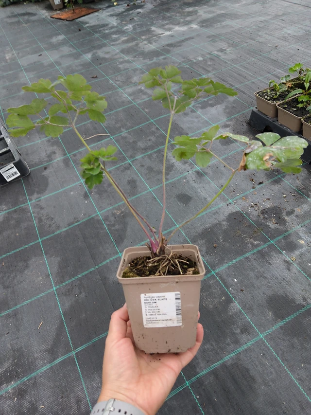 Lehtoakileija Black Barlow - 10. 9. 2025