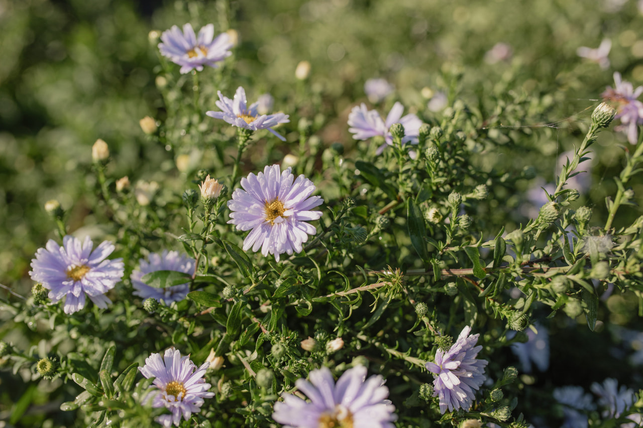 Syysasteri Brigitte, Loukykvět