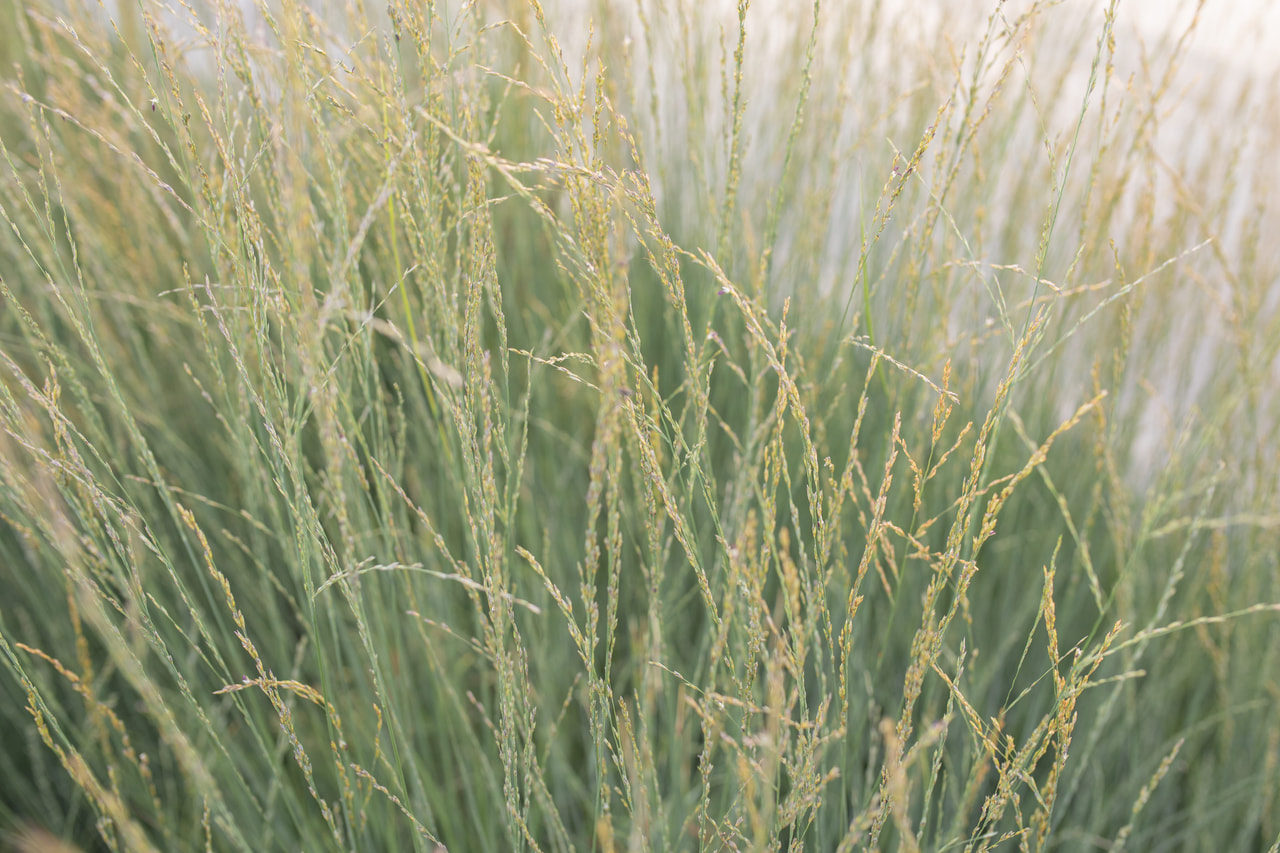 Siniheinä Heidebraut, Loukykvět