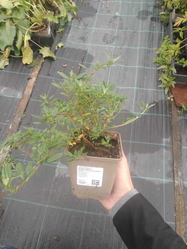 Päivännouto Sulphureum Plenum - 10. 10. 2025