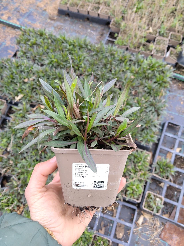 Asteri Pink Cloud - 21. 4. 2026