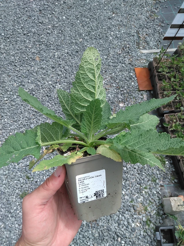 Salvia pratensis Swan Lake - 24. 6. 2025