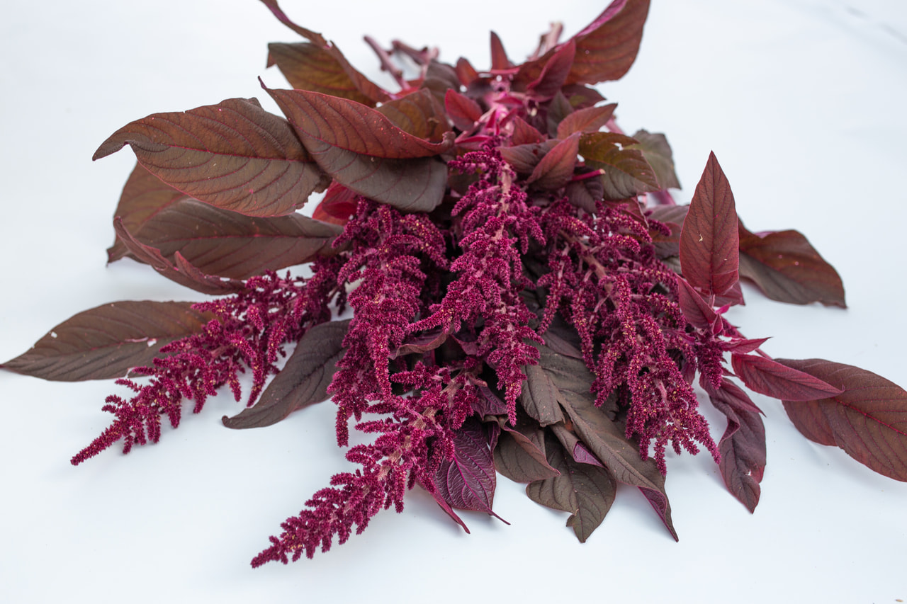 Amaranth Velvet Curtains, Loukykvět