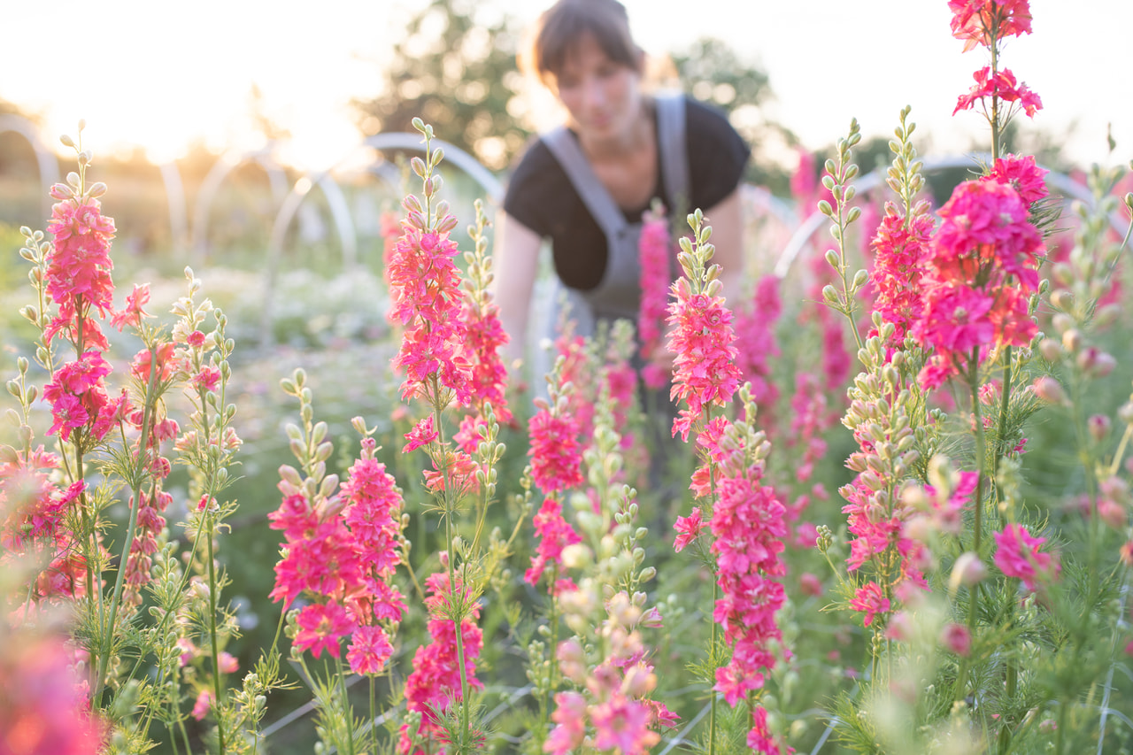 Larkspur QIS Carmine, Loukykvět