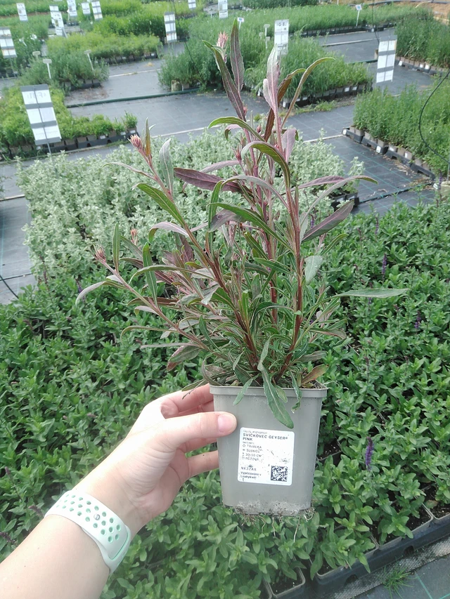 Pragtkærte Geyser® Pink - 2. 6. 2026