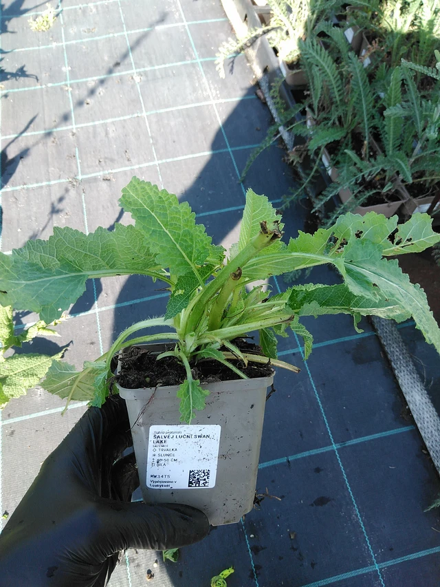 Salvia pratensis Swan Lake - 19. 8. 2025