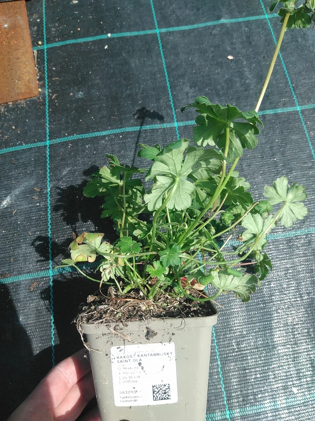 Geranio Saint Ola - 24. 6. 2025