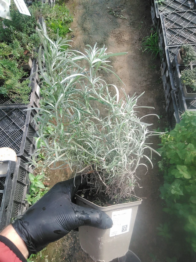 Smil Tall Curry - 13. 10. 2025