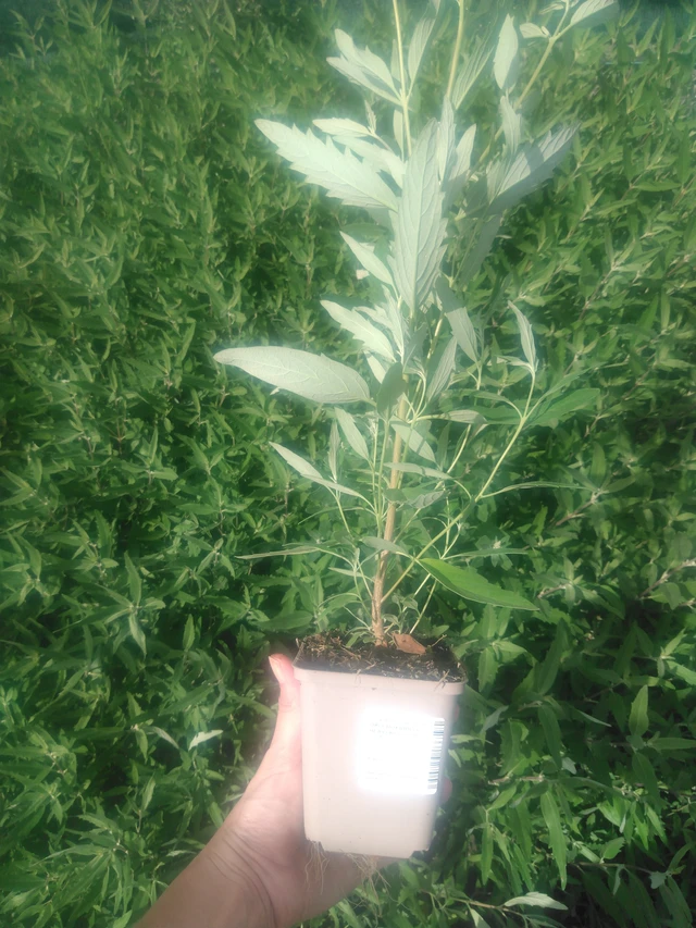 Caryopteris Heavenly Blue - 2024