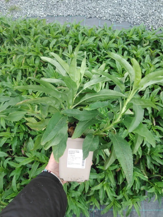 Tädyke Pink Damask - 2024