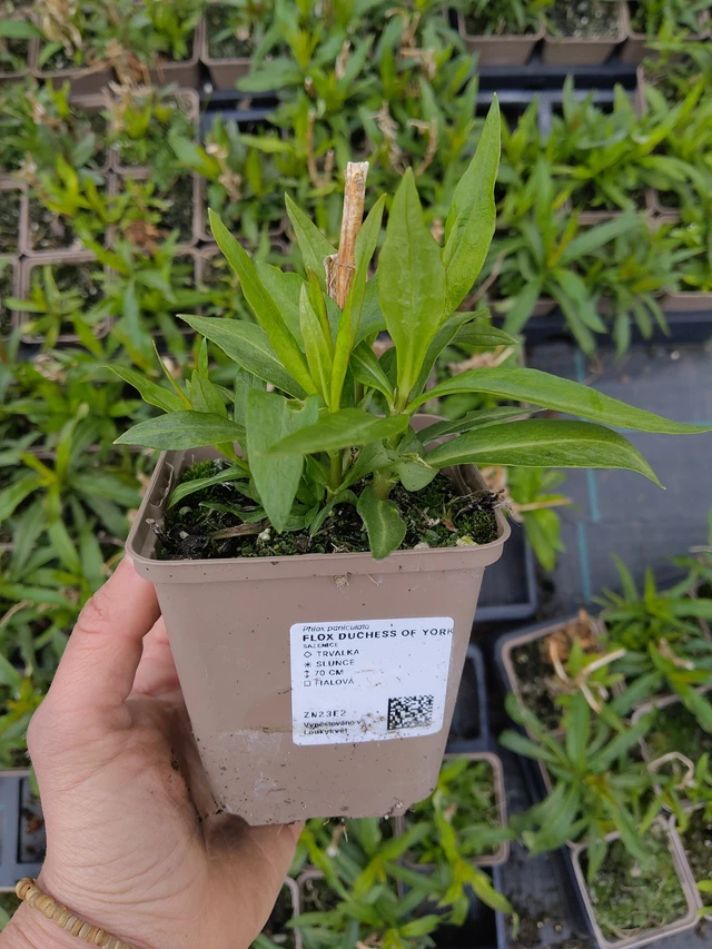 Kiiltoleimu Duchess of York - 21. 4. 2026