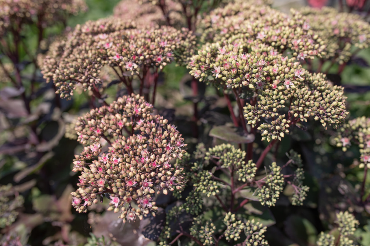 Sedum Matrona, Loukykvět