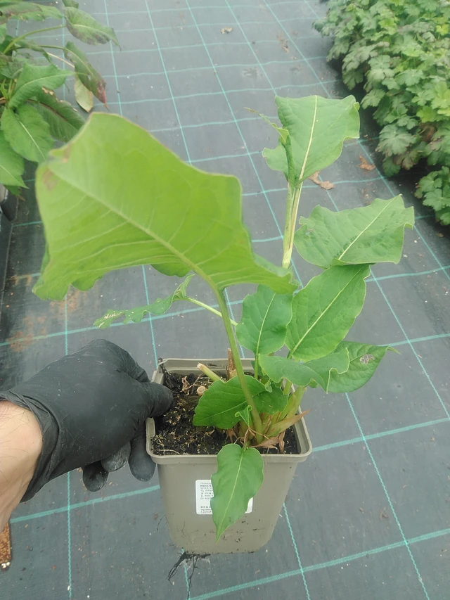 Konnantatar Speciosa - 10. 9. 2025