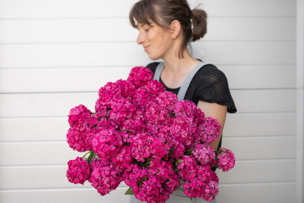 Clavel del poeta Barbienne Rose, Loukykvět