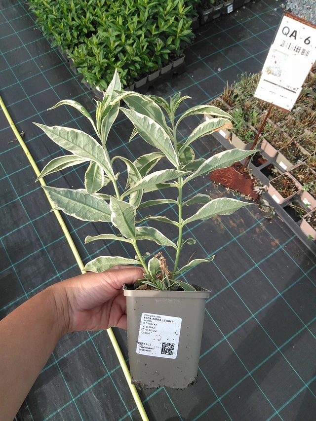 Syysleimu Nora Leight - 11. 7. 2025