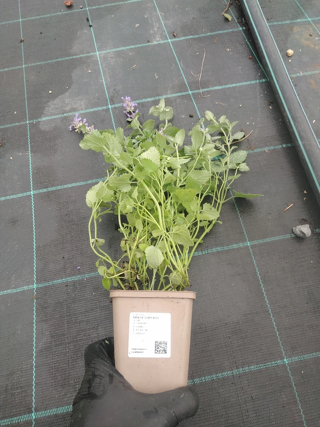 Kissanminttu Superba - 4. 8. 2025