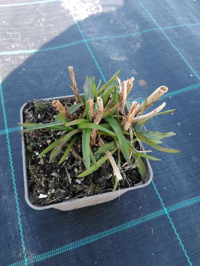 Boltonia decurrens - 3. 4. 2025