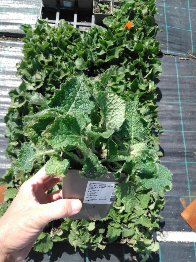 Salvia verticillata Purple Rain - 13. 5. 2025