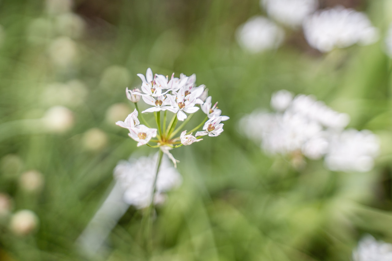 Allium neapolitanum, Loukykvět