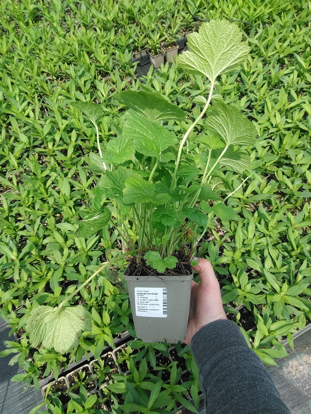 Ojakellukka - 9. 6. 2025