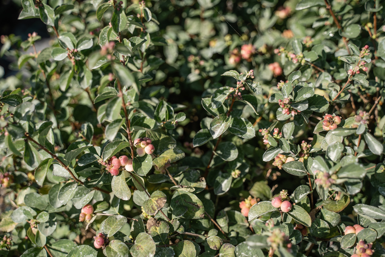 Symphoricarpos Magical Red Riding Hood, Loukykvět