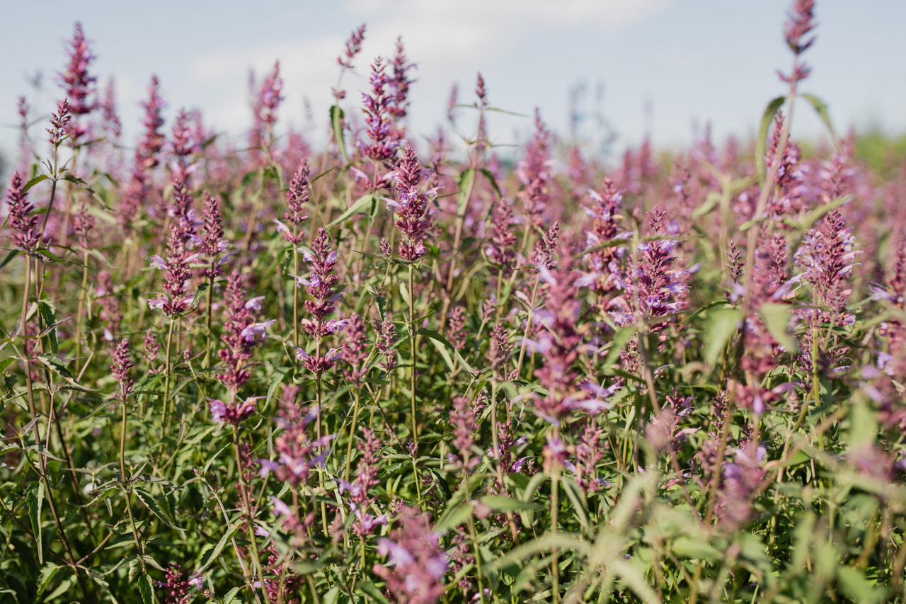 Iiso Linda, Loukykvět