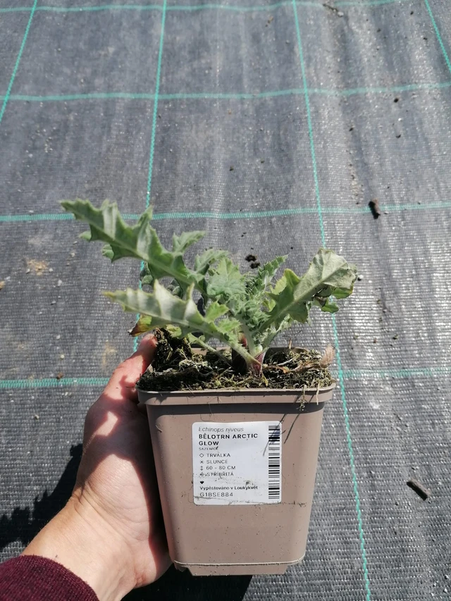 Pallo-ohdake Arctic Glow - 2024