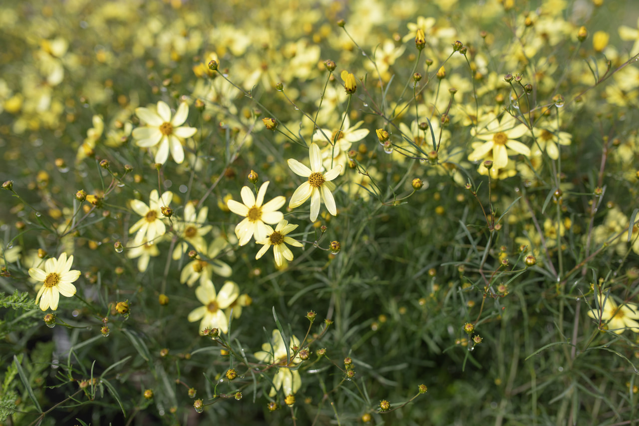 Coreopsis Moonbeam, Loukykvět