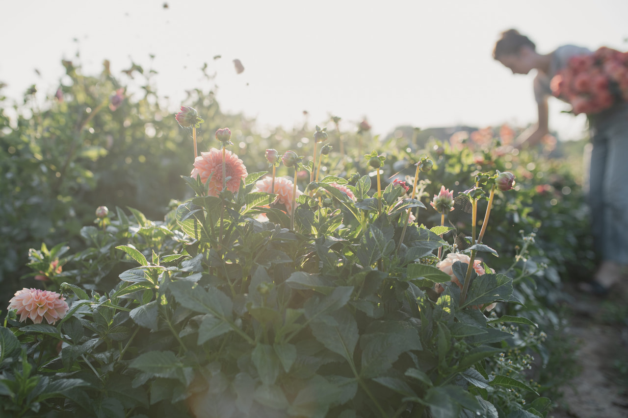 Daalia Sebastian, Loukykvět