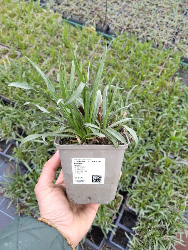 Piisku Romantic Glory - 21. 4. 2026