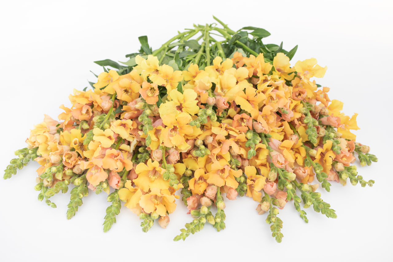 Leijonankita Frappe Apricot, Loukykvět