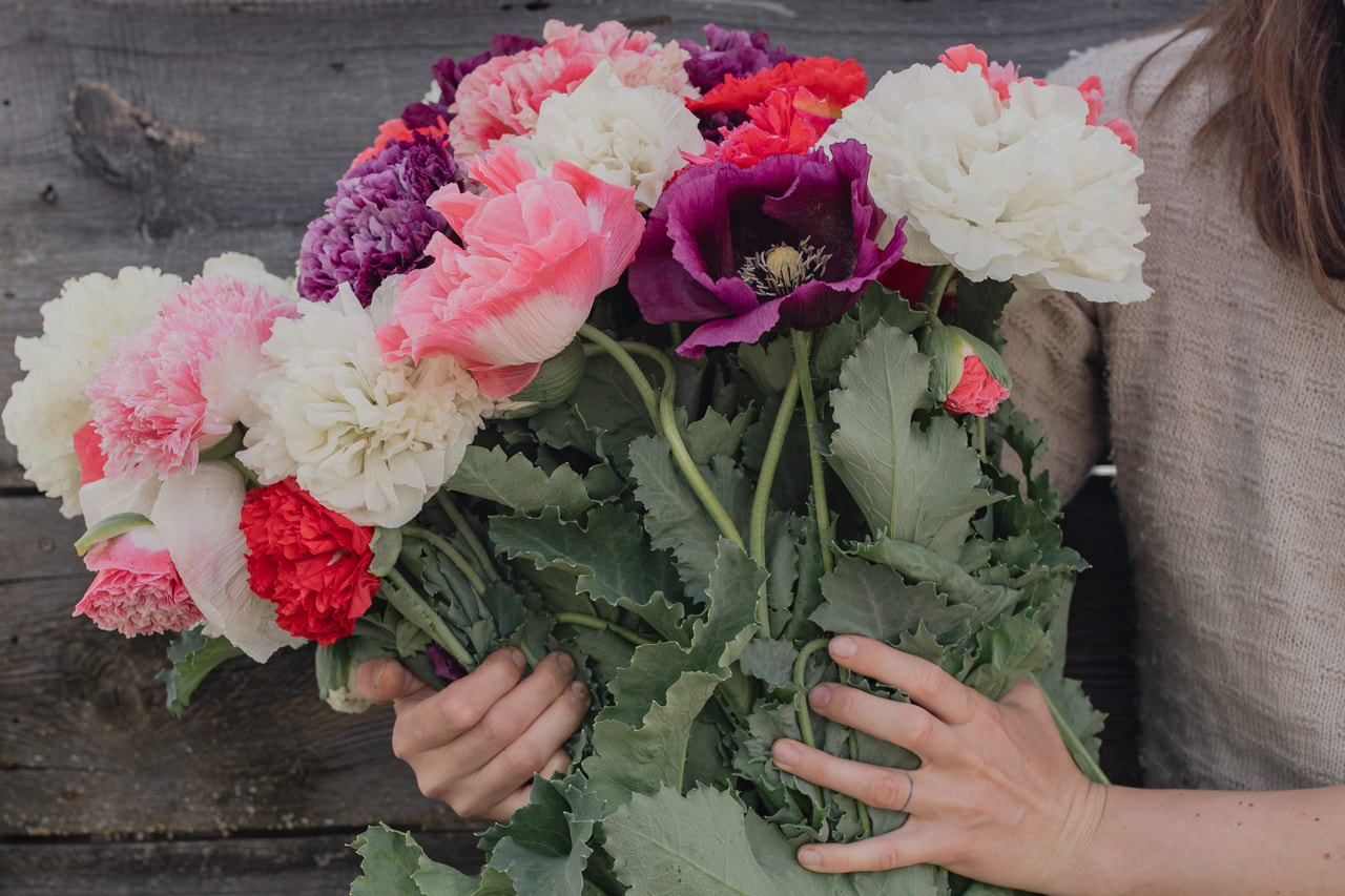 Amapola de peonía Antique Shades, Loukykvět
