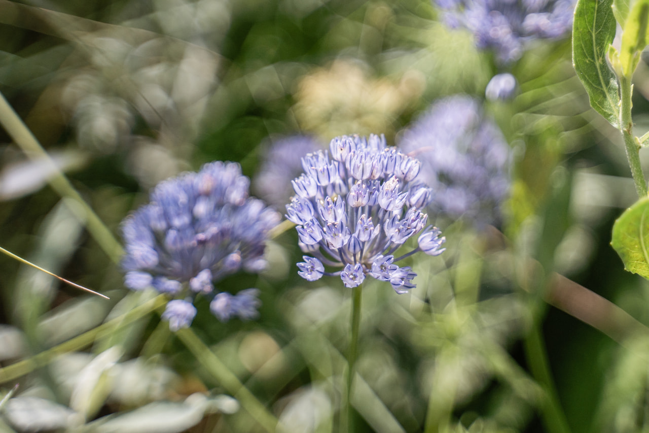 Allium caeruleum, Loukykvět