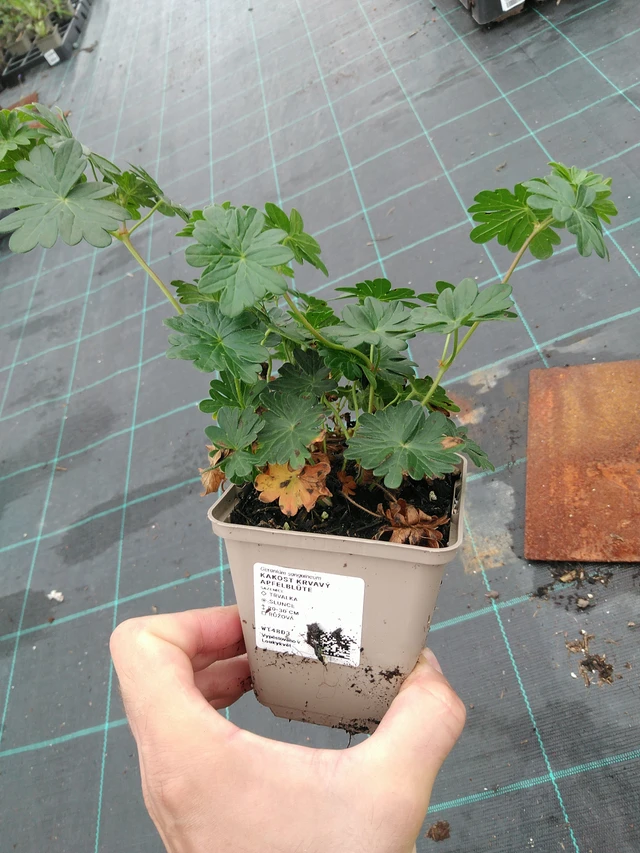 Verikurjenpolvi Apfelblüte - 28. 7. 2025