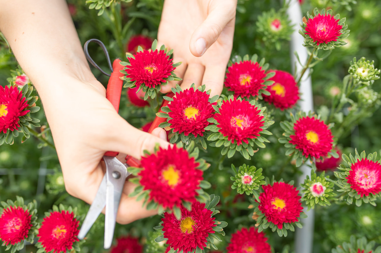 Kiinanasteri Matsumoto Scarlet, Loukykvět