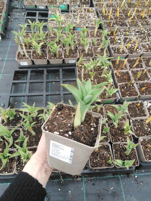 Allium schubertii - 9. 4. 2025