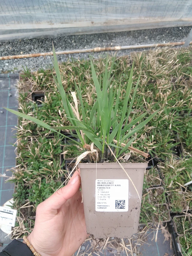 Isosiniheinä Karl Foerster - 20. 4. 2026