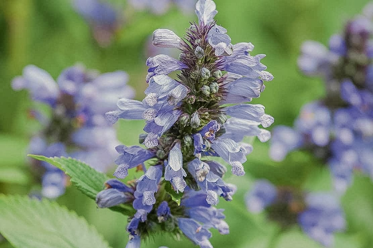 Kissanminttu Washfield, Loukykvět