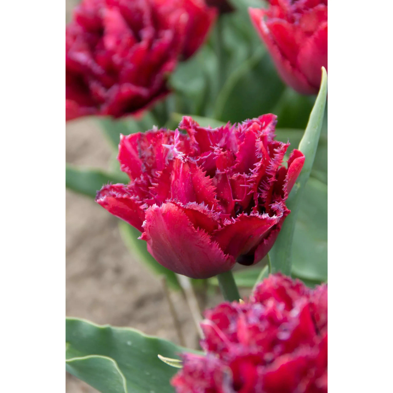 Tulppaani Cranberry Thistle, Loukykvět